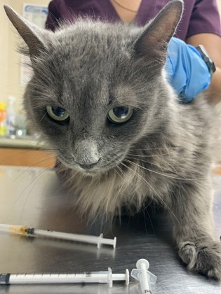 Shelter Stray Female Cat last seen Near Ingleside boulevard, City of Charleston, SC, 2455 Remount Rd, North Charleston, SC 29406, USA