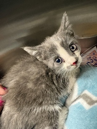 Shelter Stray Female Cat last seen Near Oak Hill Lane 29627, Anderson County, SC, 1320 US-29, Anderson, SC 29626, USA