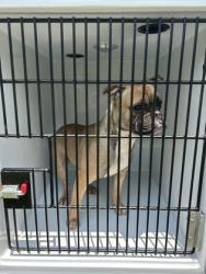 Shelter Stray Male Dog last seen Near Elmwood Ct, South Fulton, GA, 1251 Fulton Industrial Blvd NW, Atlanta, GA 30336, USA