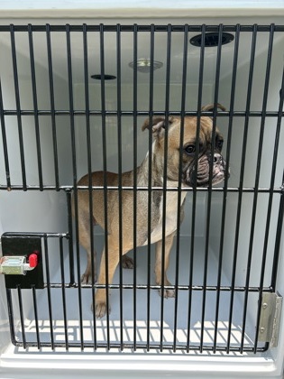 Shelter Stray Male Dog last seen Near Elmwood Ct, South Fulton, GA, 1251 Fulton Industrial Blvd NW, Atlanta, GA 30336, USA