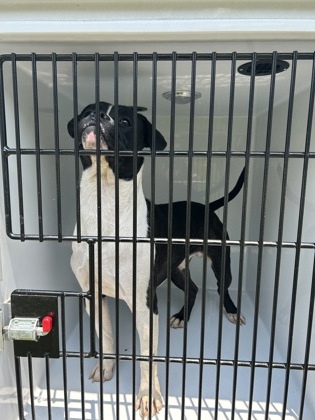 Shelter Stray Male Dog last seen Near Elmwood Ct, South Fulton, GA, 1251 Fulton Industrial Blvd NW, Atlanta, GA 30336, USA
