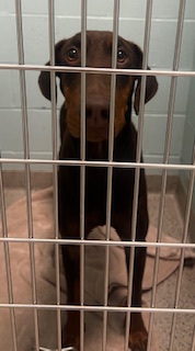 Shelter Stray Male Dog last seen Allisonville Rd & Nickel Plate Trl, Fishers City, IN, 10501 Hague Rd, Fishers, IN 46038, USA