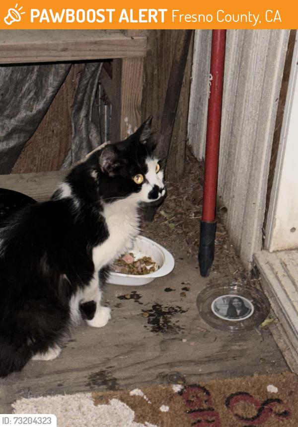 Found/Stray Female Cat last seen Bethel and del Rey, Fresno County, CA 93657
