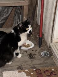 Found/Stray Female Cat last seen Bethel and del Rey, Fresno County, CA 93657