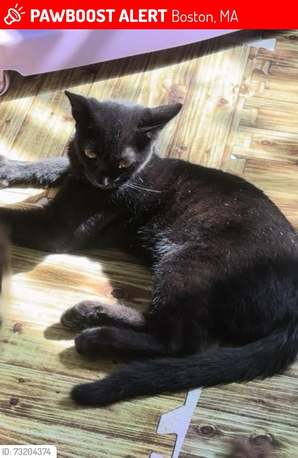 Lost Male Cat last seen Bowdoin Geneva area, Boston, MA 02122