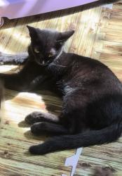 Lost Male Cat last seen Bowdoin Geneva area, Boston, MA 02122