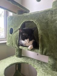 Lost Male Cat last seen Ran out of in trivela, Port St. Lucie, FL 34952