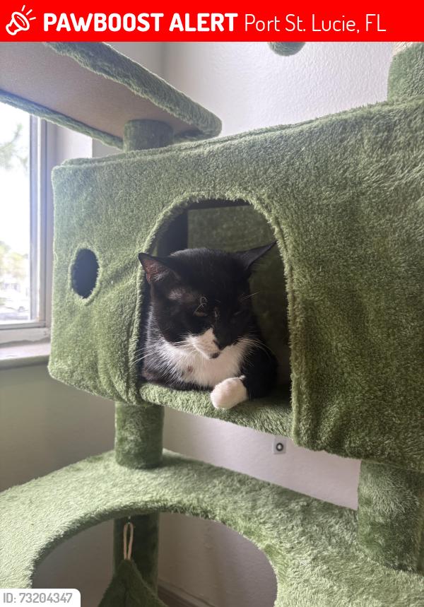 Lost Male Cat last seen Ran out of in trivela, Port St. Lucie, FL 34952