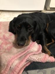 Reunited Male Dog last seen Summer Ave 07104, Newark, NJ 07104
