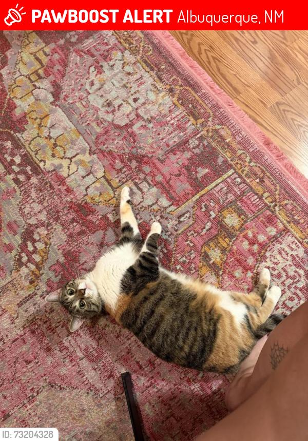 Lost Female Cat last seen Juan Tabo and Eubank, Albuquerque, NM 87111