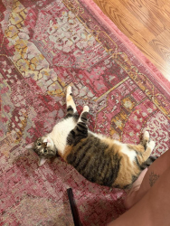 Lost Female Cat last seen Juan Tabo and Eubank, Albuquerque, NM 87111