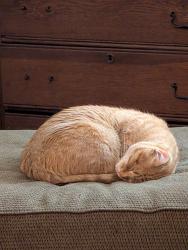 Reunited Female Cat last seen Last seen near Talbot road S and 200th St, Kent, WA 98031