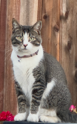 Lost Female Cat last seen Hollyview Drive, San Ramon, CA 94582