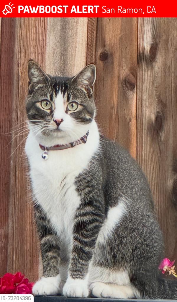 Lost Female Cat last seen Hollyview Drive, San Ramon, CA 94582