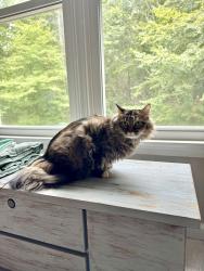 Lost Female Cat last seen Rivermoore park, Suwanee, GA 30024