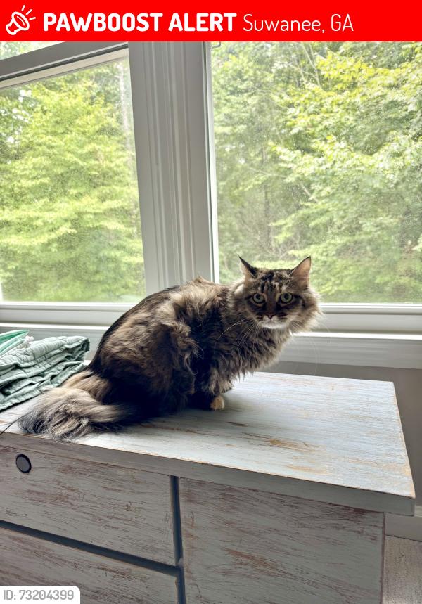 Lost Female Cat last seen Rivermoore park, Suwanee, GA 30024
