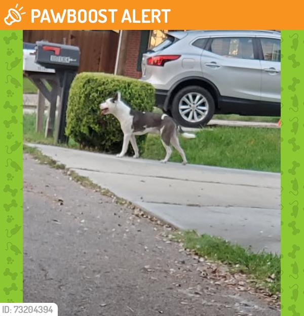 Found/Stray Male Dog last seen In Conroe Bay, Montgomery County, TX 77318