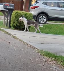 Found/Stray Male Dog last seen In Conroe Bay, Montgomery County, TX 77318