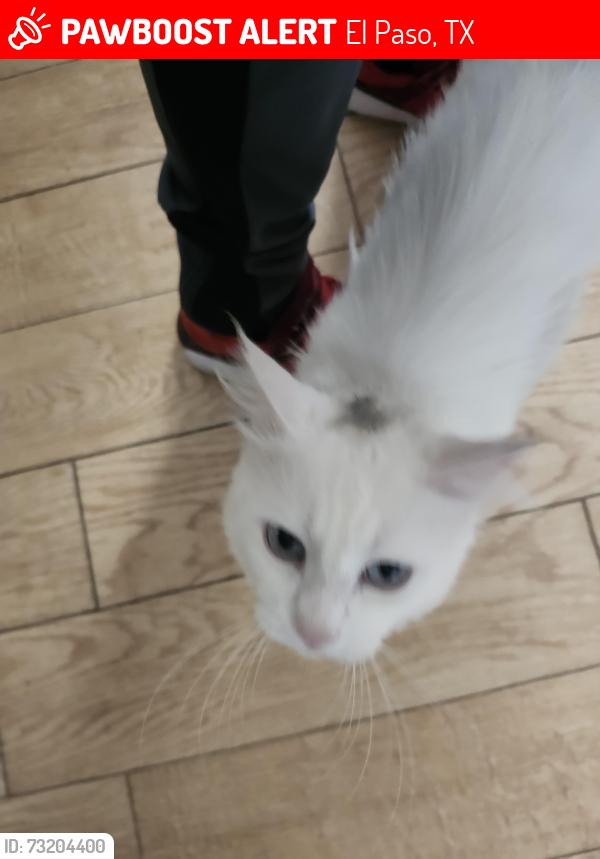 Lost Female Cat last seen Reindeer Ave, Lasso Cir, El Paso, TX 79907