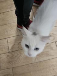 Lost Female Cat last seen Reindeer Ave, Lasso Cir, El Paso, TX 79907