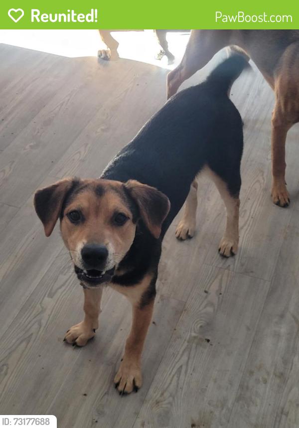 Reunited Female Dog last seen Chanting Bnd and Seco Tierra, San Antonio, TX 78223