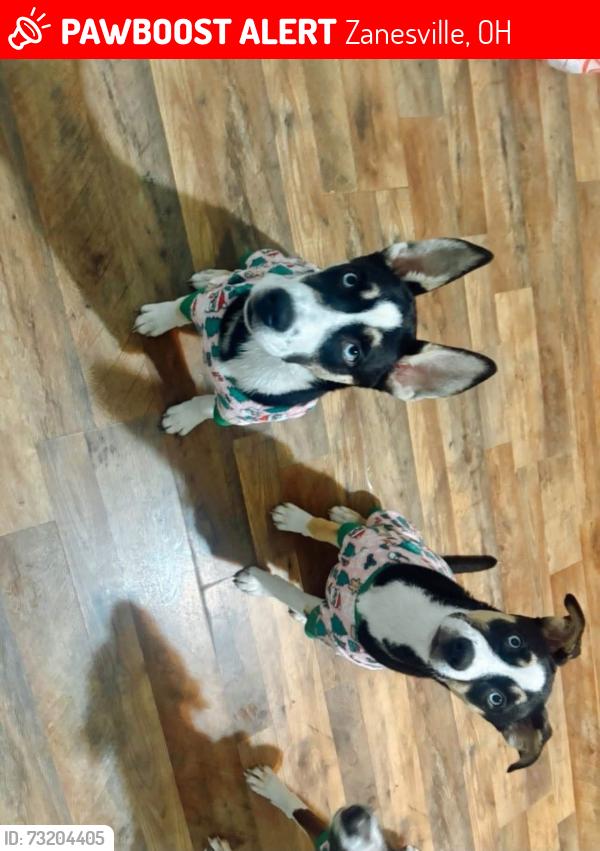 Lost Female Dog last seen Bateman rd, Zanesville, OH 43701