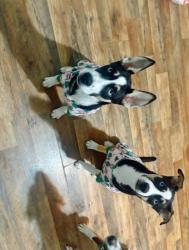 Lost Female Dog last seen Bateman rd, Zanesville, OH 43701