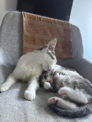 Shelter Stray Male Cat last seen Near E 149th Street, BRONX, NY, 10455, 326 E 110th St, New York, NY 10029, USA