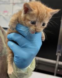 Shelter Stray Female Cat last seen 118th street and 5th avenue, NEW YORK, NY, 10026, 326 E 110th St, New York, NY 10029, USA
