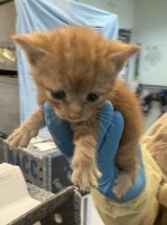Shelter Stray Female Cat last seen 118th street and 5th avenue, NEW YORK, NY, 10026, 326 E 110th St, New York, NY 10029, USA