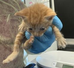 Shelter Stray Male Cat last seen 118th street and 5th avenue, NEW YORK, NY, 10026, 326 E 110th St, New York, NY 10029, USA