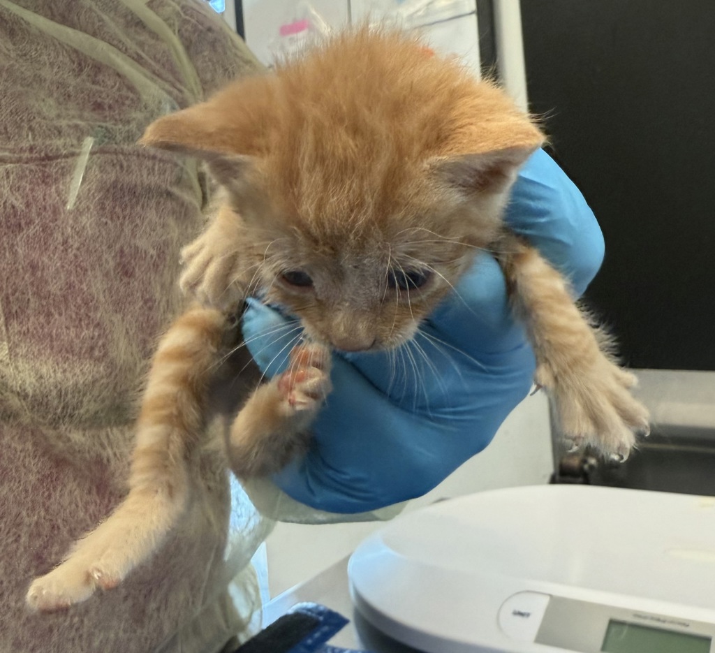 Shelter Stray Male Cat last seen 118th street and 5th avenue, NEW YORK, NY, 10026, 326 E 110th St, New York, NY 10029, USA