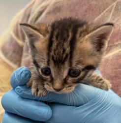 Shelter Stray Male Cat last seen 118th street and 5th avenue, NEW YORK, NY, 10026, 326 E 110th St, New York, NY 10029, USA