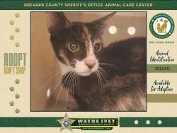Shelter Stray Female Cat last seen Apt unt105,417 Rock Pit Road, TITUSVILLE, FL, 32796, 5100 W Eau Gallie Blvd, Melbourne, FL 32934, USA