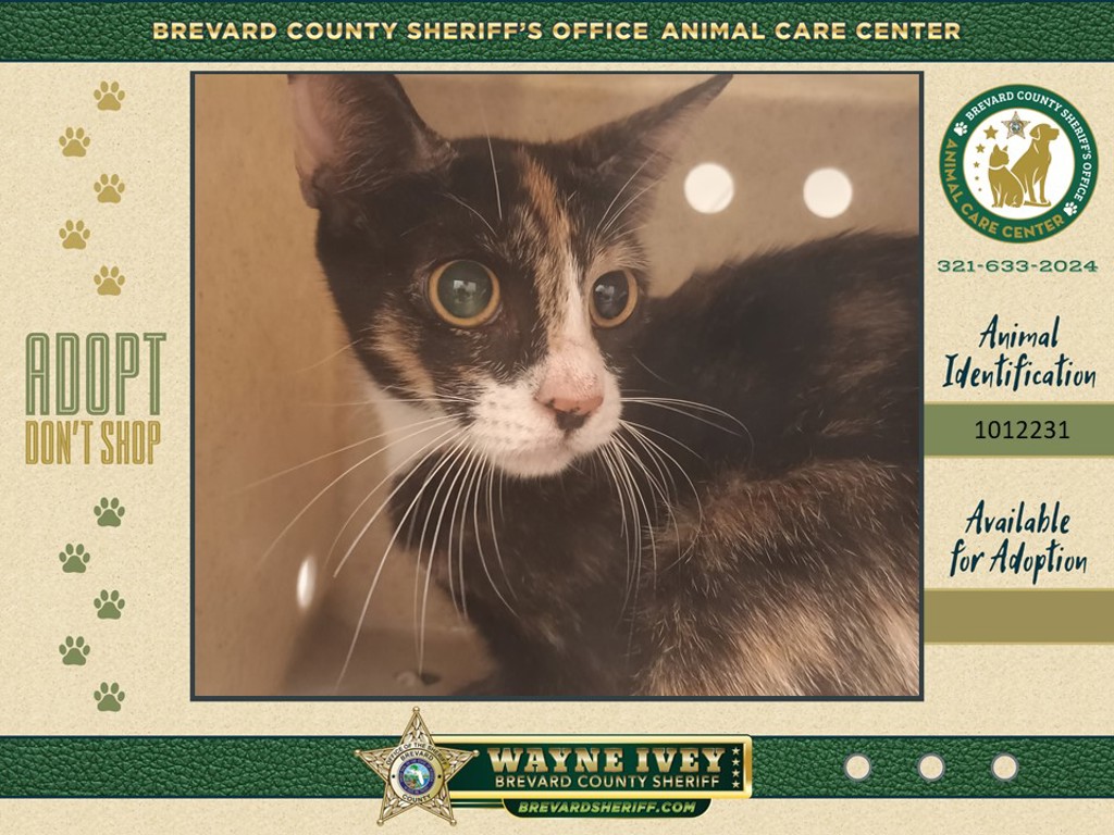 Shelter Stray Female Cat last seen Apt unt105,417 Rock Pit Road, TITUSVILLE, FL, 32796, 5100 W Eau Gallie Blvd, Melbourne, FL 32934, USA
