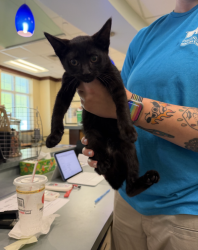 Shelter Stray Female Cat last seen Near crystal springs ct, VIRGINIA BEACH, VA, 23462, 341 S Birdneck Rd, Virginia Beach, VA 23451, USA