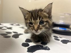 Shelter Stray Male Cat last seen Near Marquette Street, Oceanside, CA, 92058, Oceanside, CA 92058, USA