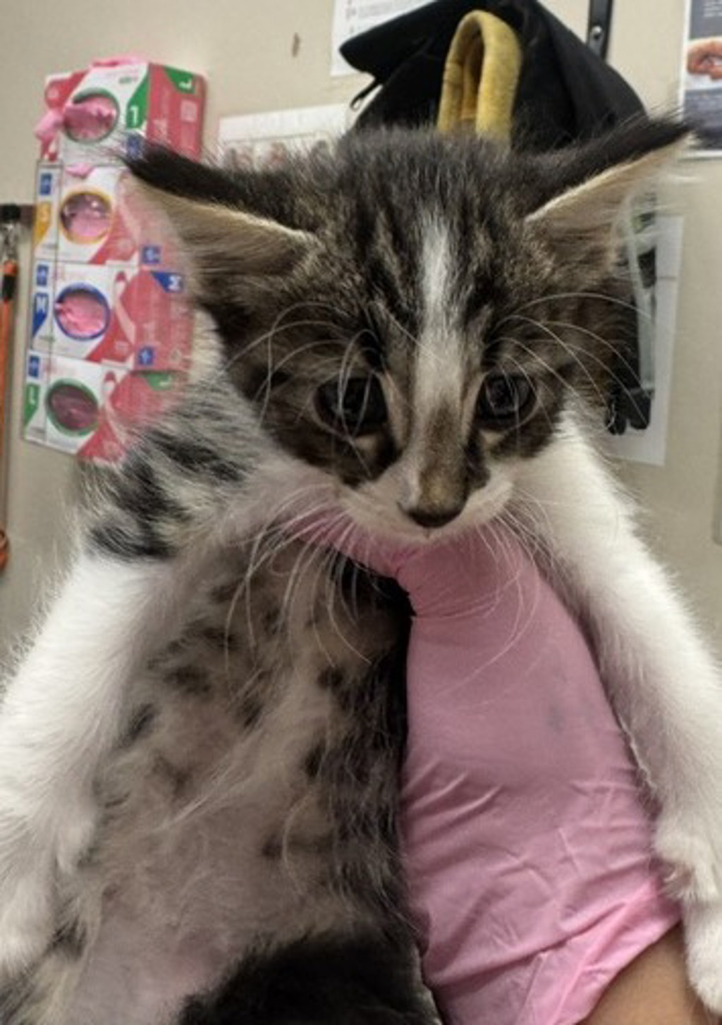 Shelter Stray Male Cat last seen Near Lura Avenue, El Cajon, CA, 92020, El Cajon, CA 92020, USA