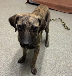 Shelter Stray Male Dog last seen Babcock Street, San Diego, CA, 92127, Escondido, CA 92027, USA