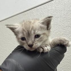 Shelter Stray Female Cat last seen Near Greene Street, San Diego, CA, 92107, 5500 Gaines St, San Diego, CA 92110, USA