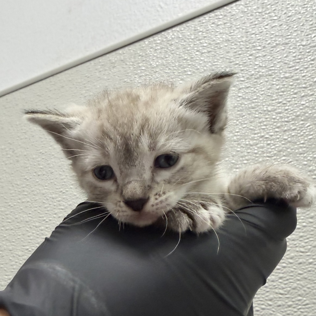 Shelter Stray Female Cat last seen Near Greene Street, San Diego, CA, 92107, 5500 Gaines St, San Diego, CA 92110, USA