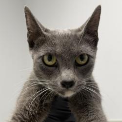 Shelter Stray Female Cat last seen Near Tarbox Street, San Diego, CA, 92114, 5500 Gaines St, San Diego, CA 92110, USA