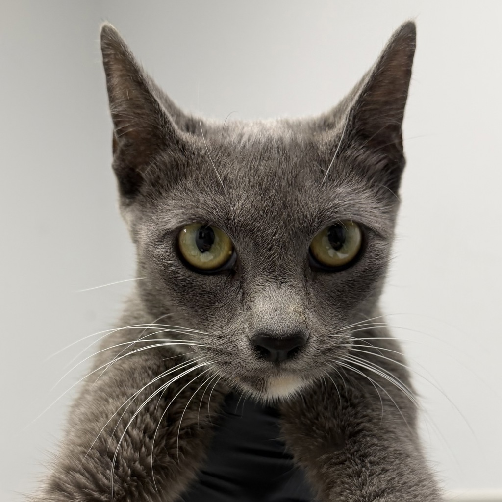 Shelter Stray Female Cat last seen Near Tarbox Street, San Diego, CA, 92114, 5500 Gaines St, San Diego, CA 92110, USA