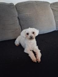 Lost Female Dog last seen She might of gone towards Walgreens, Miami, FL 33137