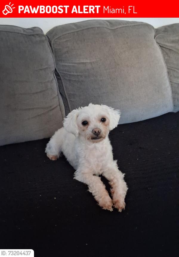 Lost Female Dog last seen She might of gone towards Walgreens, Miami, FL 33137