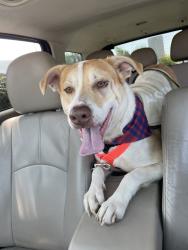 Shelter Stray Male Dog last seen Near calle Tortuosa, San Diego, CA, 92139, 5500 Gaines St, San Diego, CA 92110, USA