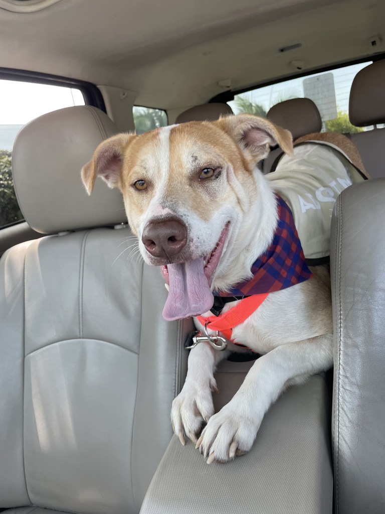 Shelter Stray Male Dog last seen Near calle Tortuosa, San Diego, CA, 92139, 5500 Gaines St, San Diego, CA 92110, USA