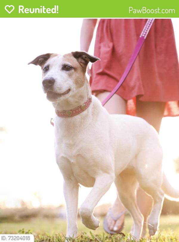 Reunited Female Dog last seen Lake Butler Blvd., Town of Windermere, Windermere, FL 34786