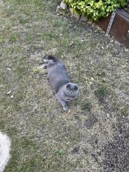 Lost Female Cat last seen RM13 8NR, Greater London, England RM13 8NR