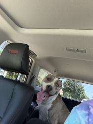 Reunited Female Dog last seen Tippecanoe park, Milwaukee, WI 53207